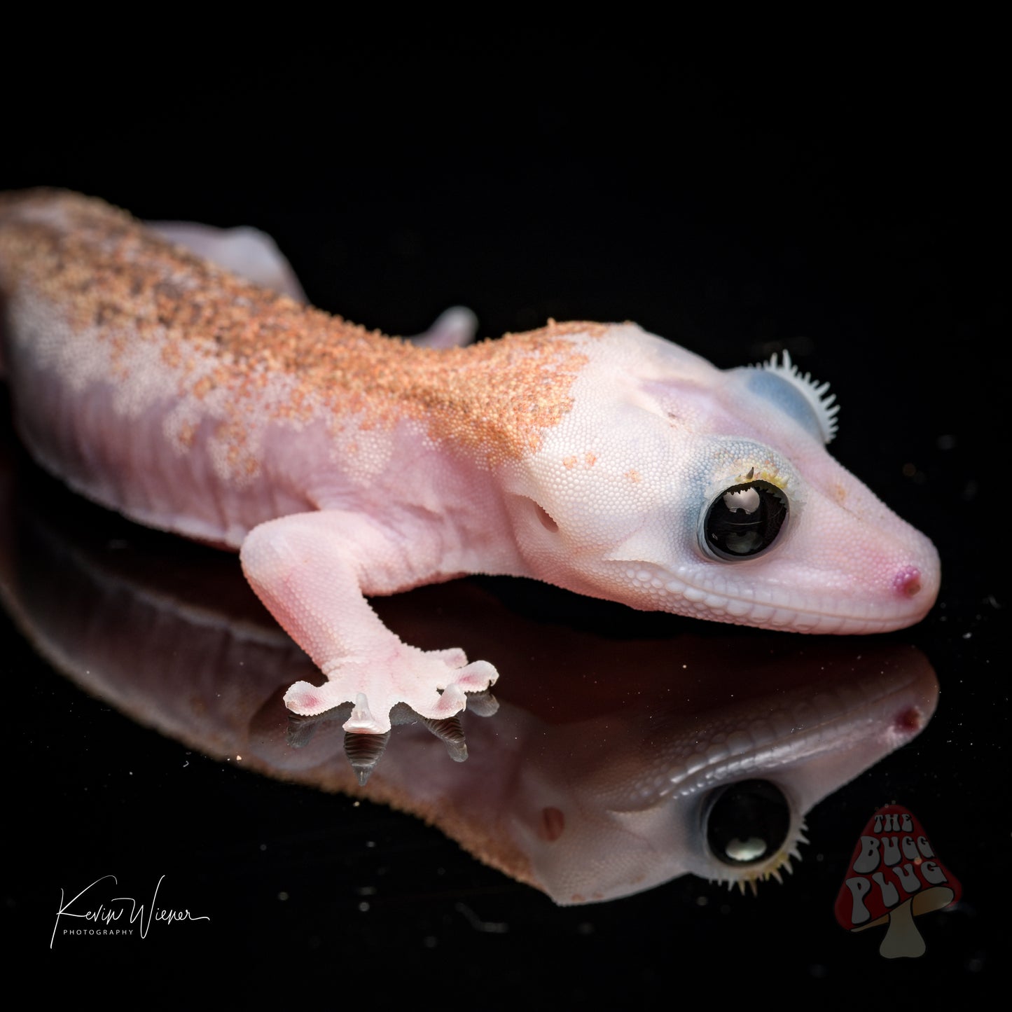 Mack Leucistic Male Crested Gecko