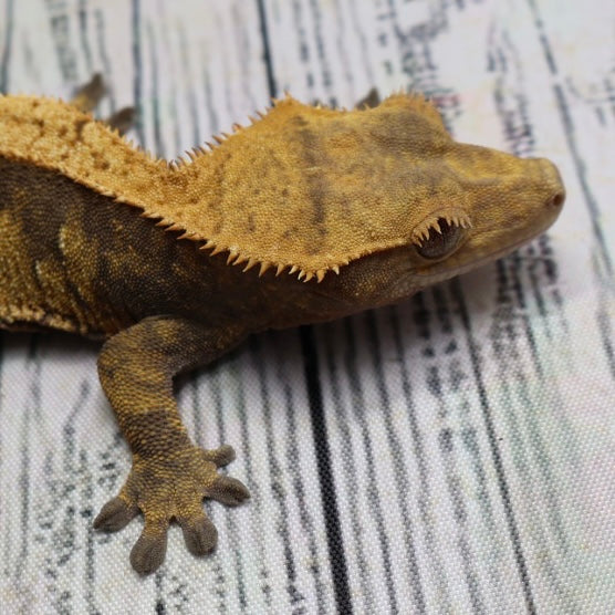 (#E20) Harlequin Softscale Crested Gecko – Female Sub-Adult
