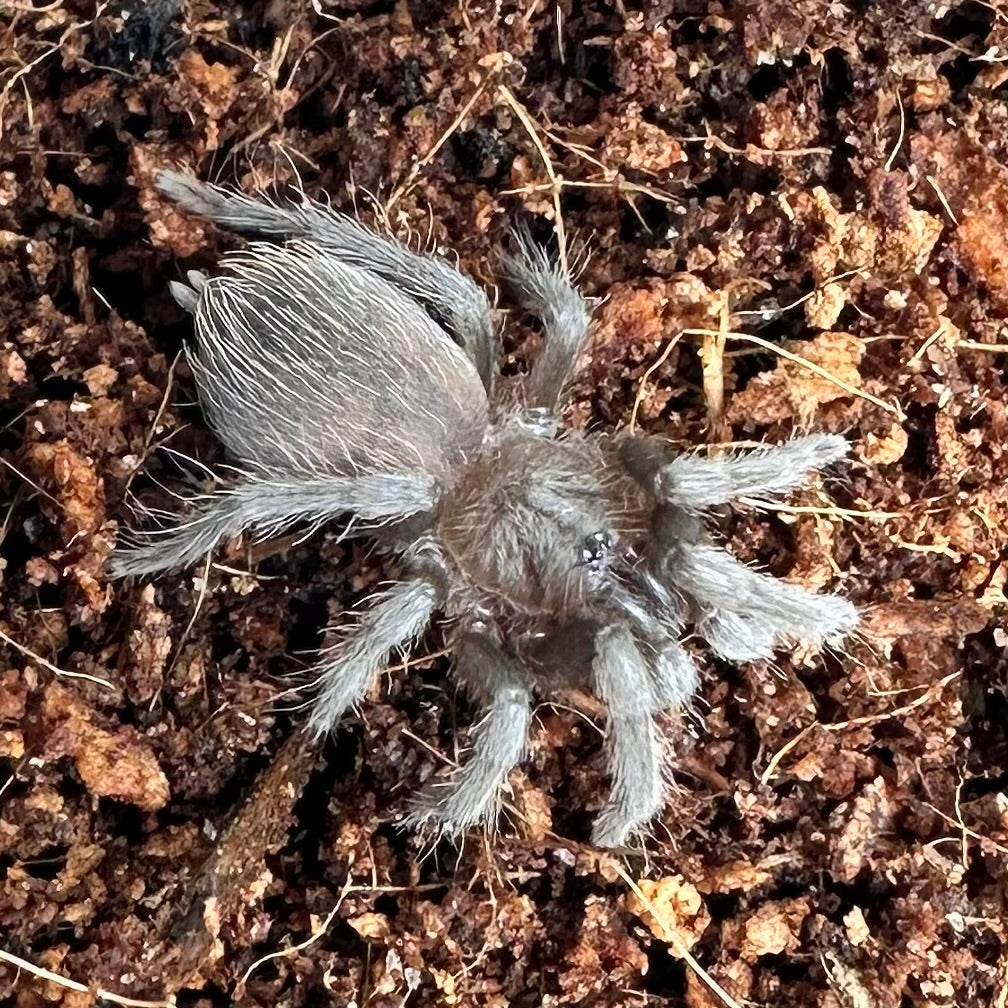 Tliltocatl vagans ~ (Mexican Red Rump Tarantula) ¾" – Unsexed Sling
