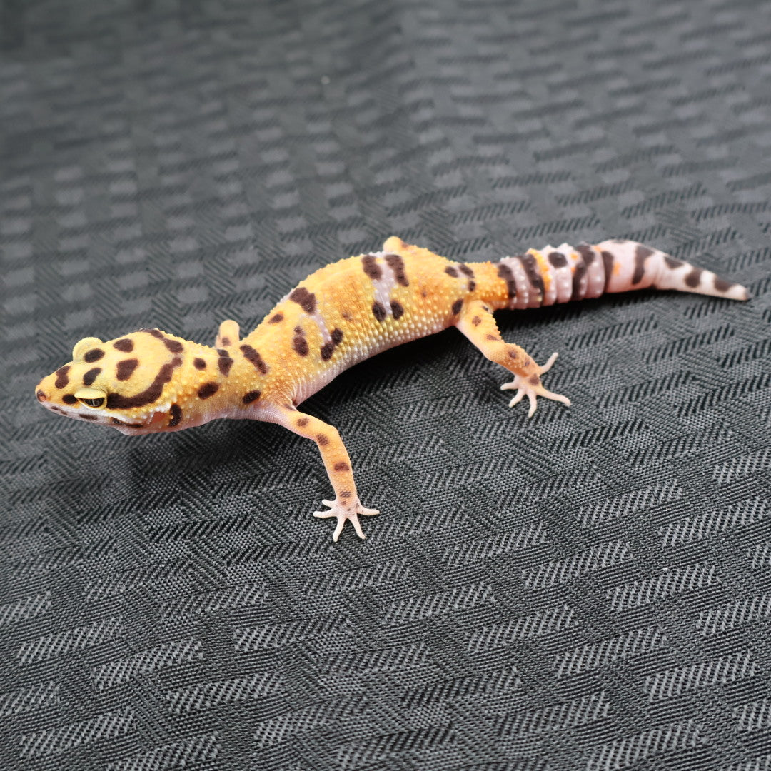 (#36) Tangerine Leopard Gecko – Female