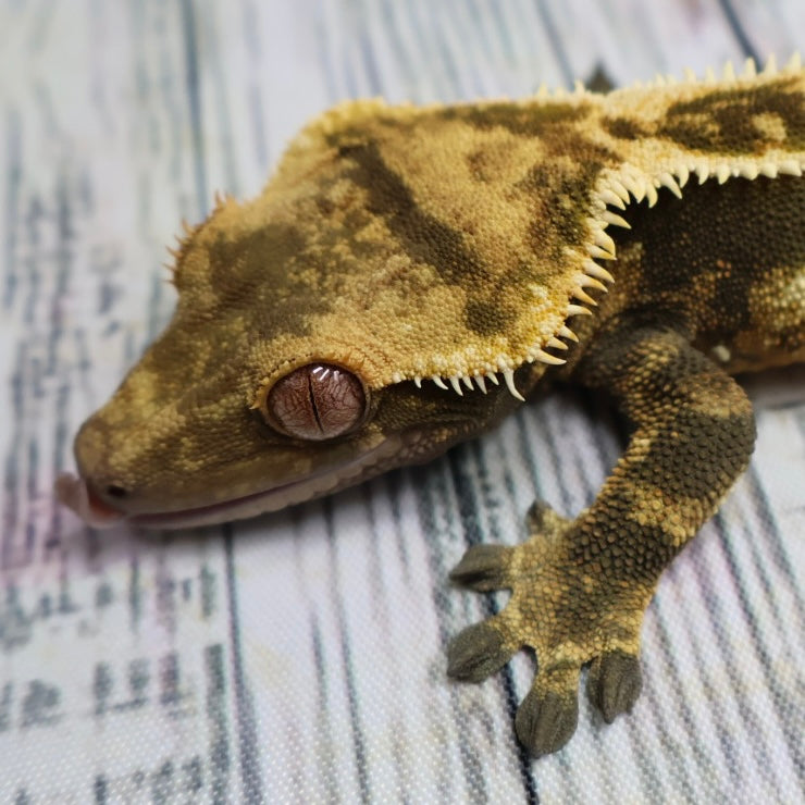 (#11) Dark Quad Pinstripe Crested Gecko – Male Adult Proven Breeder