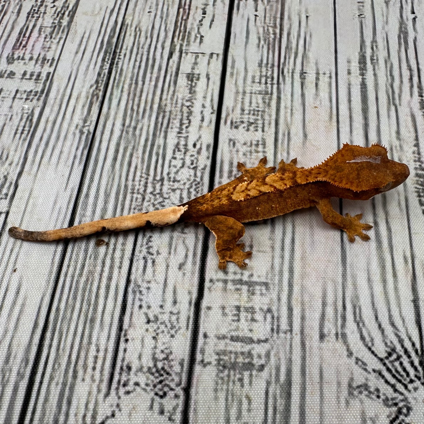 Flame Unsexed Crested Gecko (#R30)