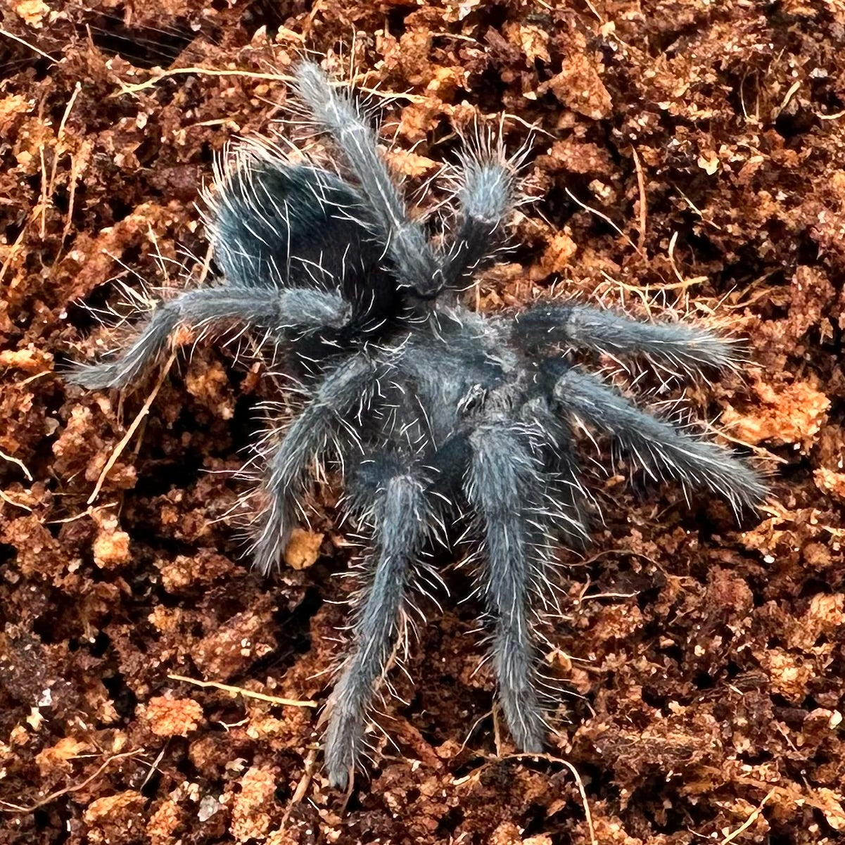 Phormictopus atrichomatus ~ (Red Island Tarantula) ½" – Unsexed Sling