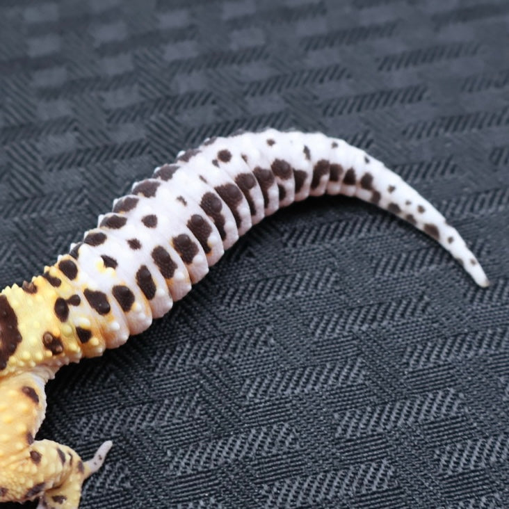 (#3) Bold Tangerine Leopard Gecko – Female