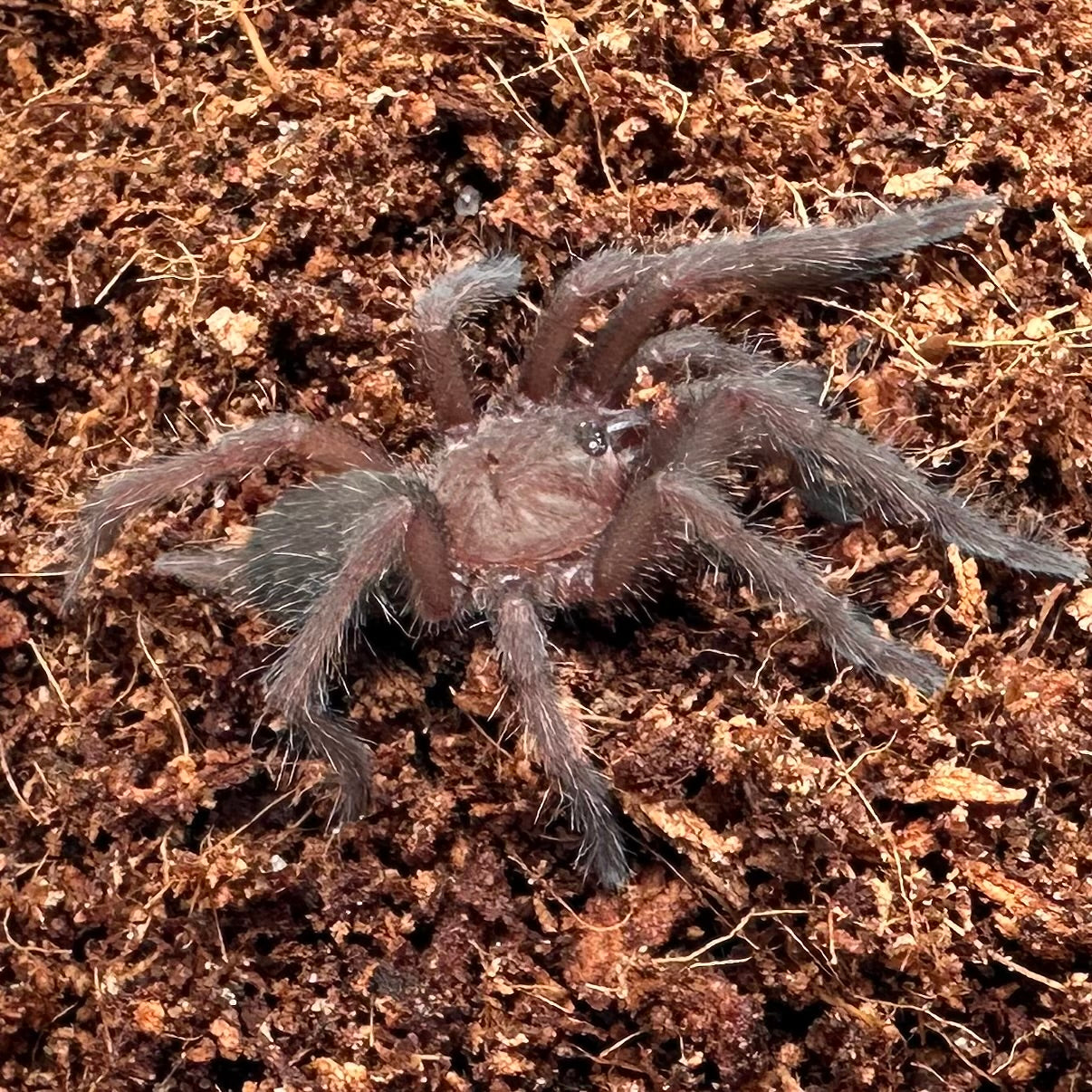 Chilobrachys natanicharum ~ (Thailand Electric Blue Tarantula) ¾" – Unsexed Sling