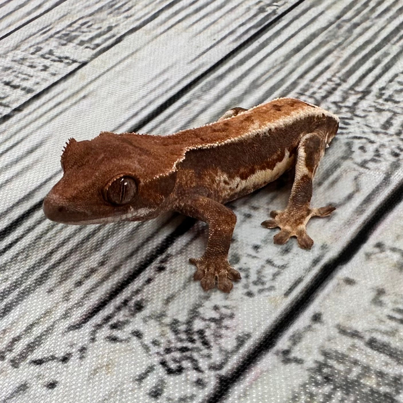 Lilly White Unsexed Crested Gecko (#R3)