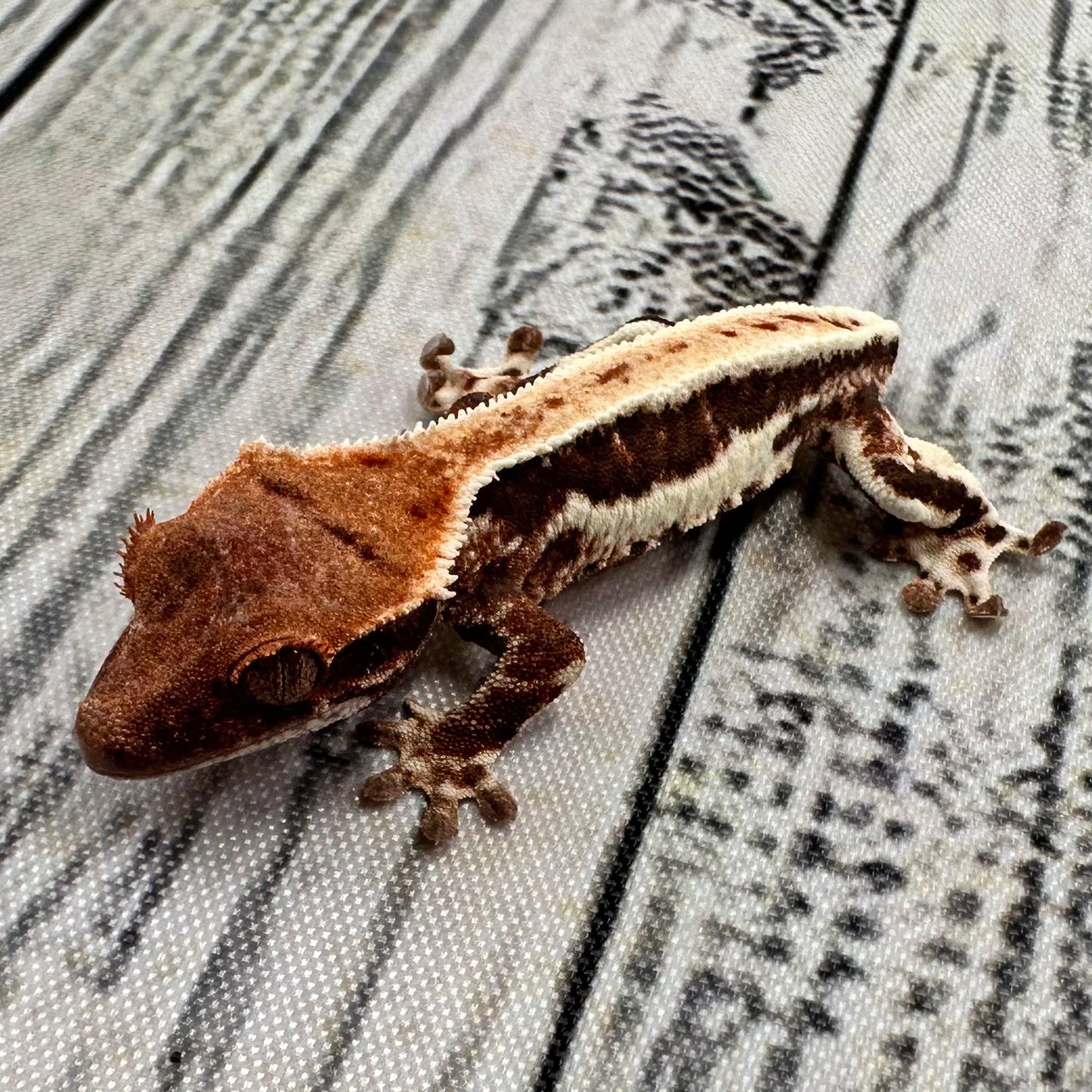 Lilly White Unsexed Crested Gecko (#R4)