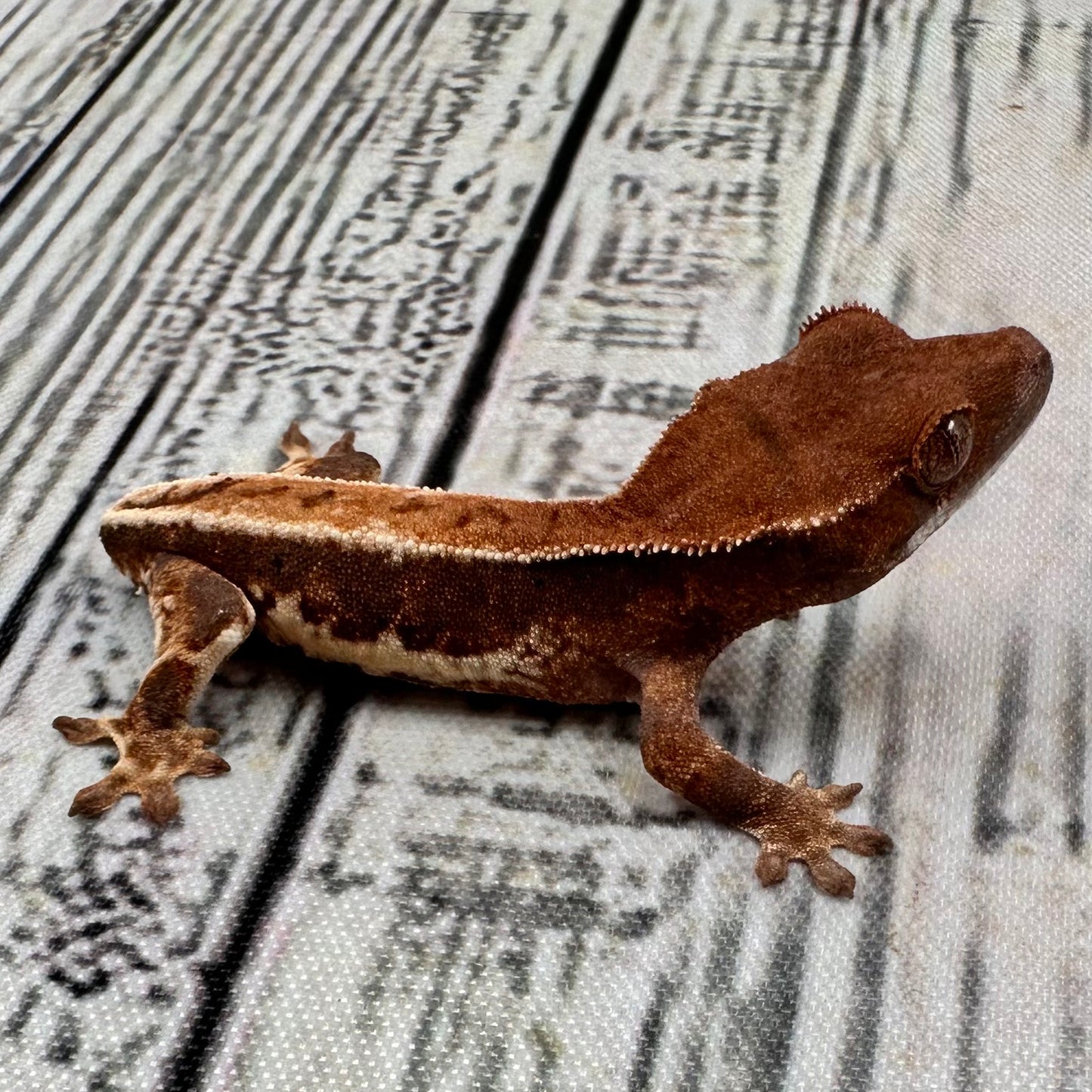Lilly White Unsexed Crested Gecko (#R3)