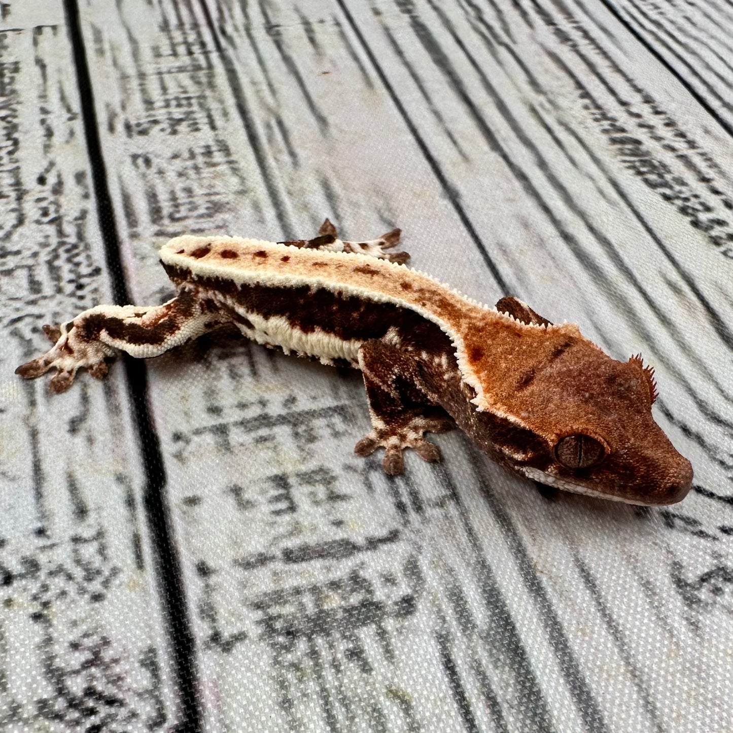 Lilly White Unsexed Crested Gecko (#R4)