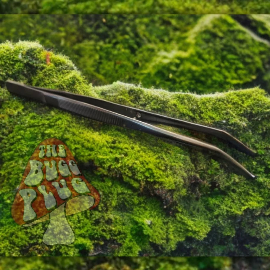 Deluxe Jumping Spider Kit – Small Studio Edition