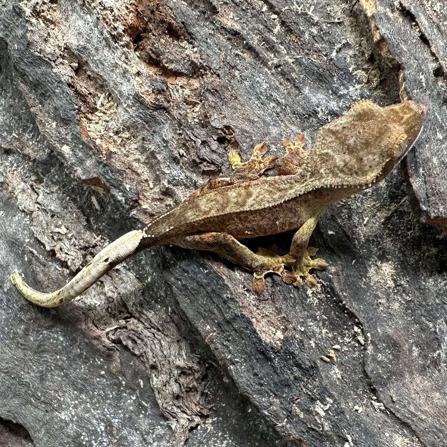 Charcoal Pinstripe Crested Gecko – Unsexed (#505)