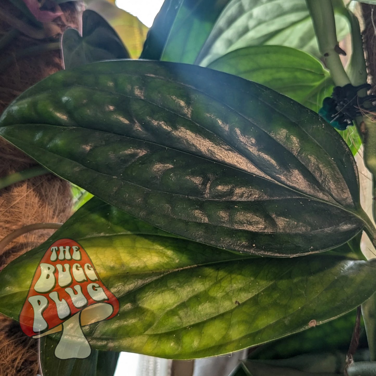 Monstera karstenianum (Peru) – Plant Cutting