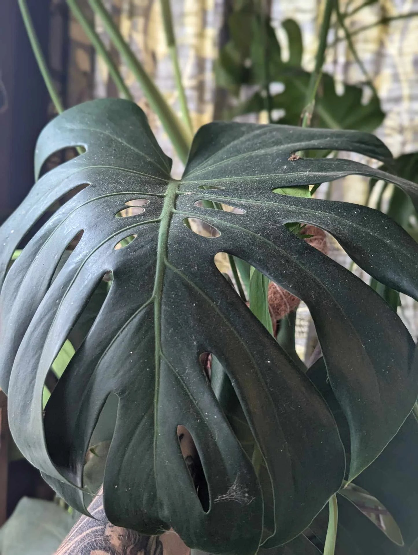 Monstera deliciosa (Split Leaf) – Plant Cutting