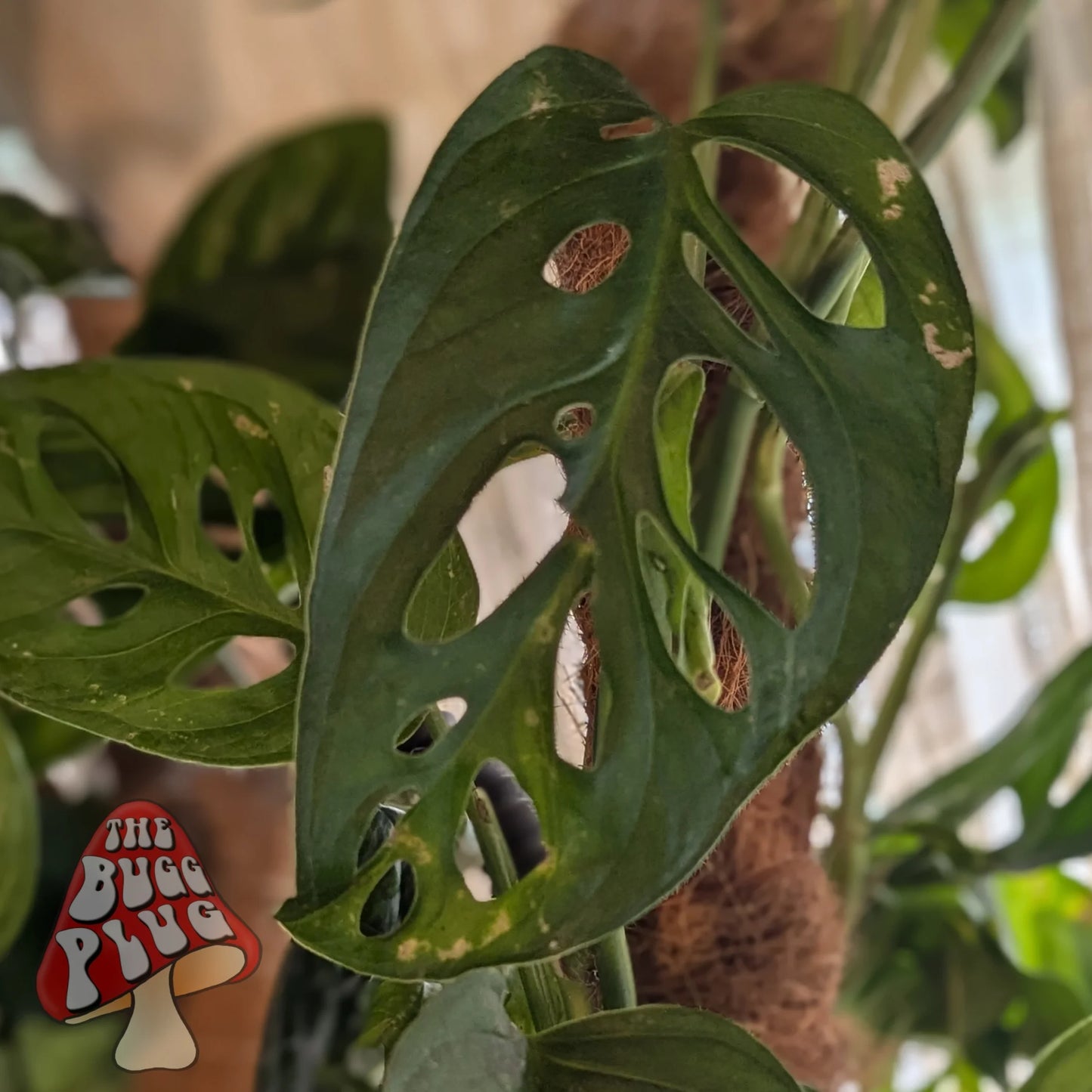 Monstera adansonii (Swiss Cheese) – Plant Cutting