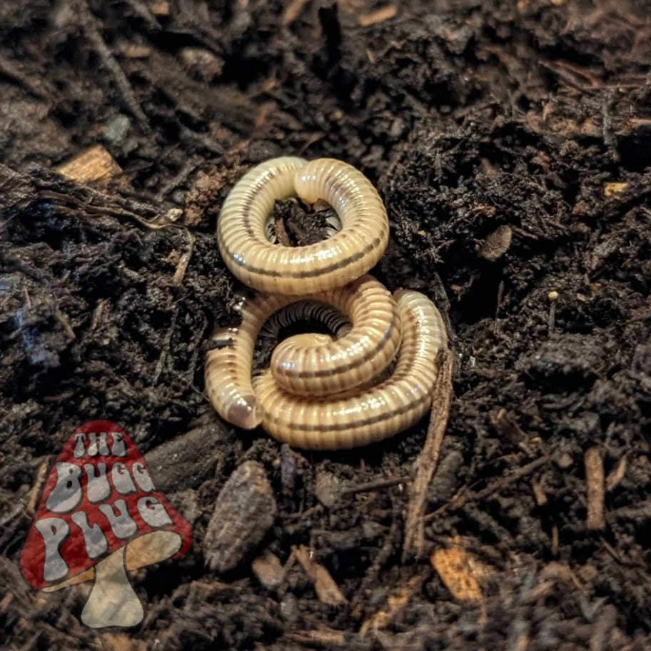 Panama Canal Zone Banded Millipedes ~ Anadenobolus ocraceus