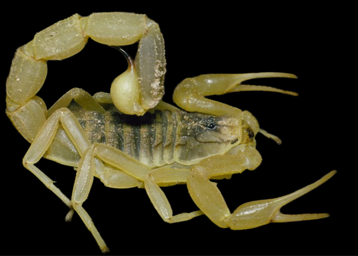 Leiurus quinquestriatus (Deathstalker Scorpion) ~ Adult Suspect Female