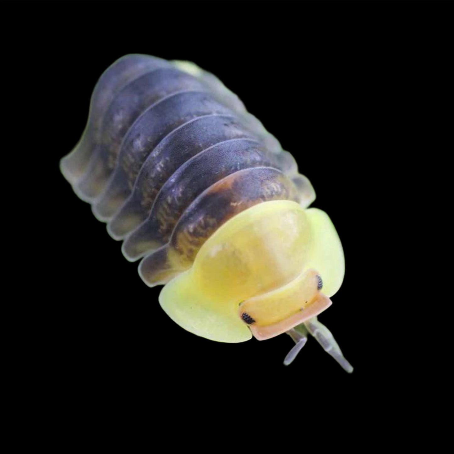 Cubaris sp. (Rubber Ducky Isopod) ~ 6 Count
