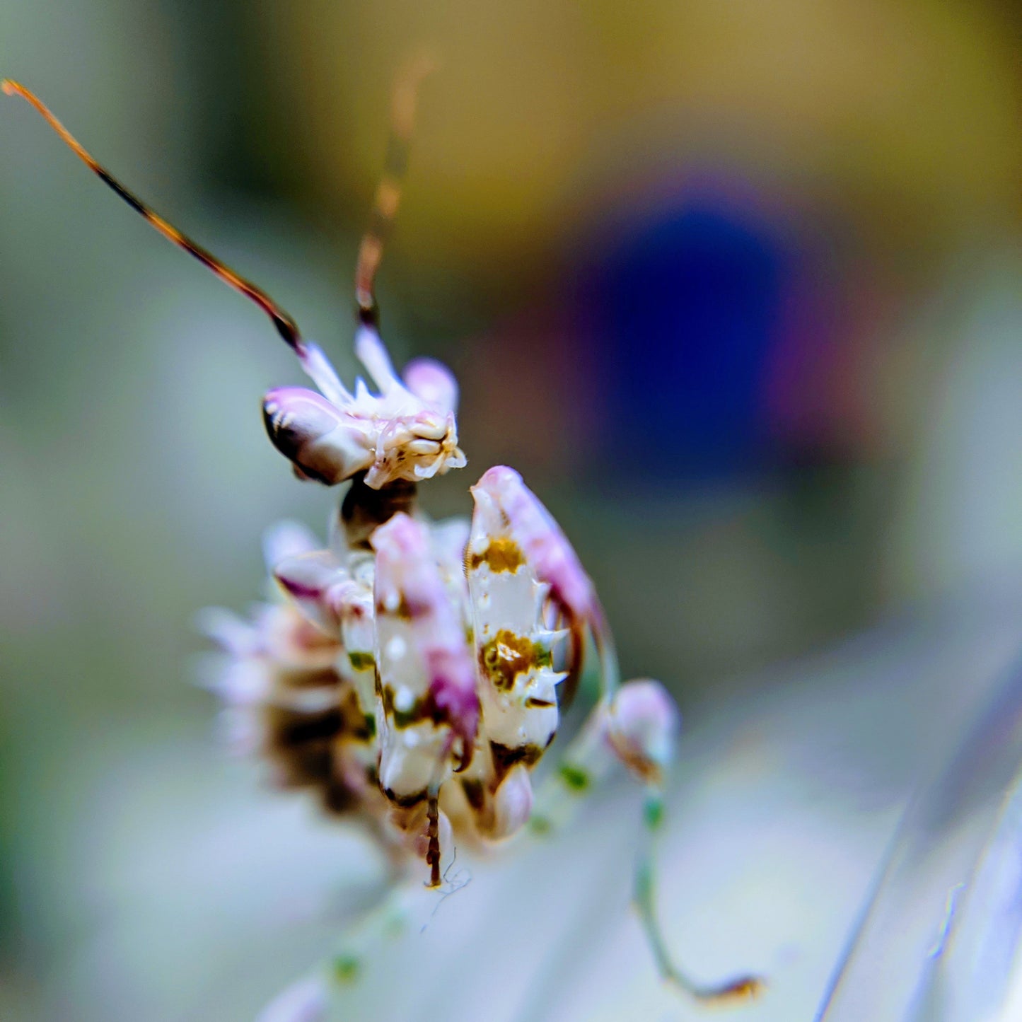 Spiny Flower Mantis โ Juvenile (Pseudocreobotra wahlbergii)