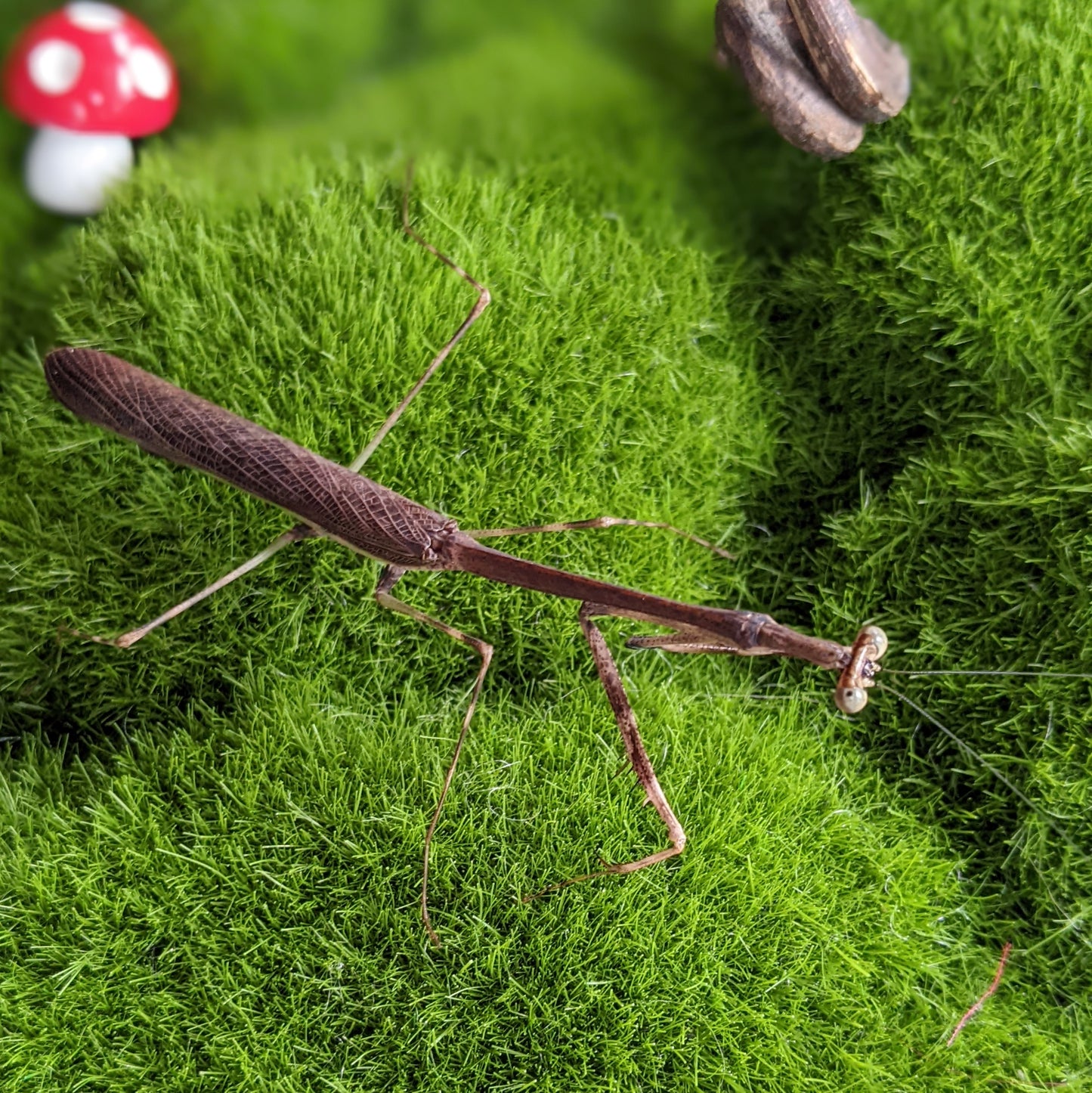 Malaysian Giraffe Mantis β Nymph (Euchomenella heteroptera)