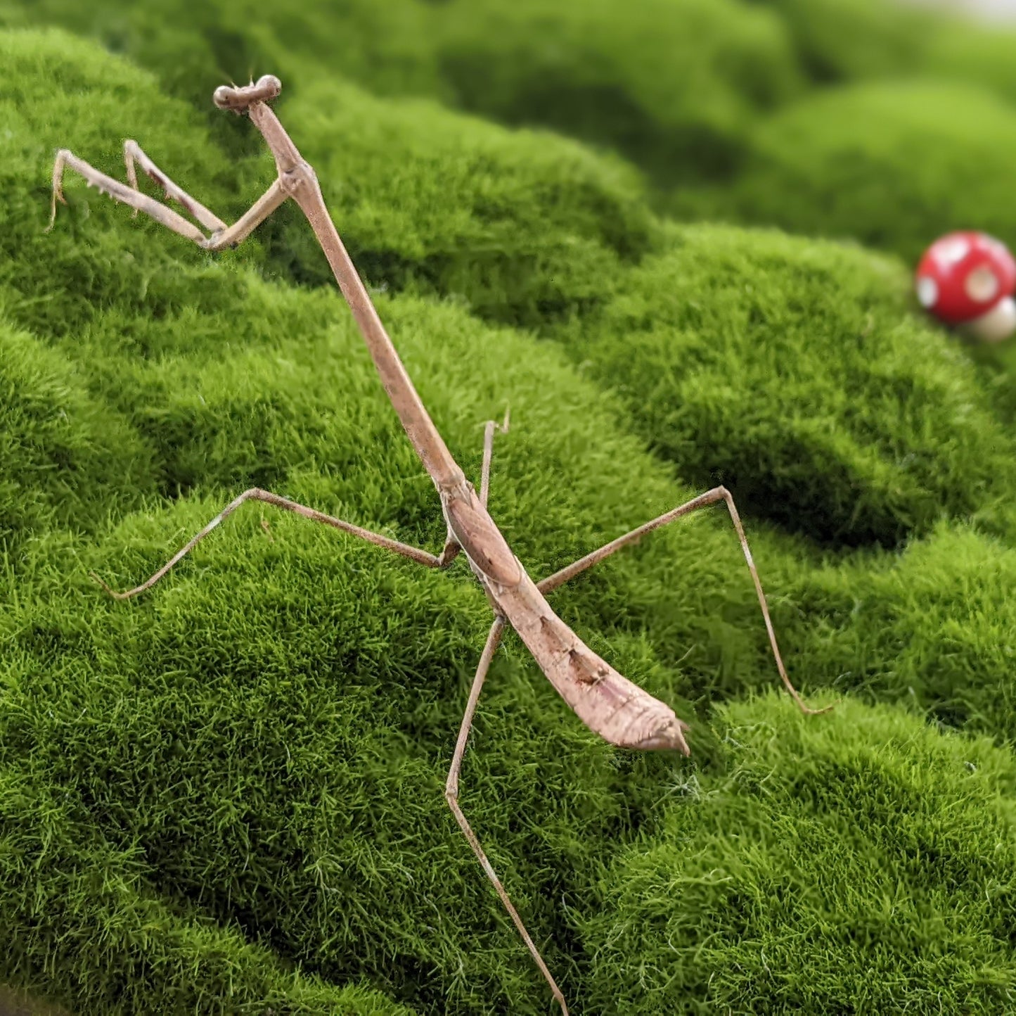 Malaysian Giraffe Mantis β Nymph (Euchomenella heteroptera)
