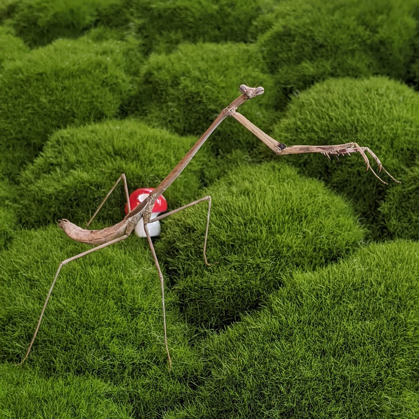 Malaysian Giraffe Mantis β Nymph (Euchomenella heteroptera)