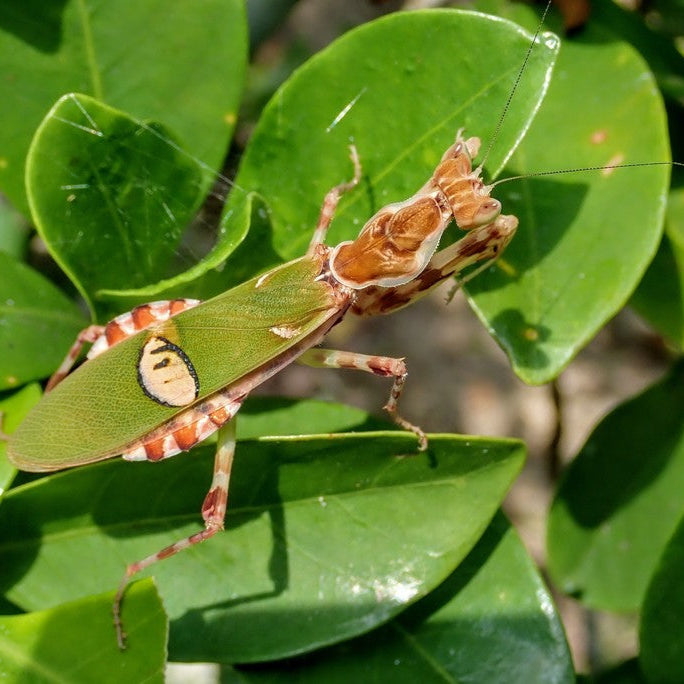 Chinese Flower Mantis – Nymph (Creobroter nebulosa)