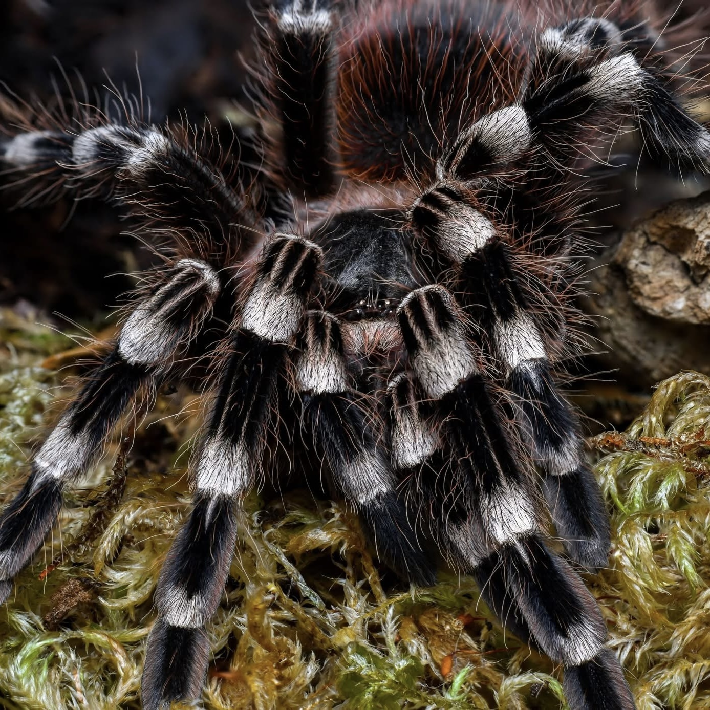 Tarantulas