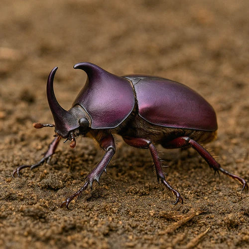 Other Insects and Inverts