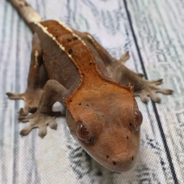 (#403) RCK Cappuccino Partial Pinstripe Dalmatian Crested Gecko