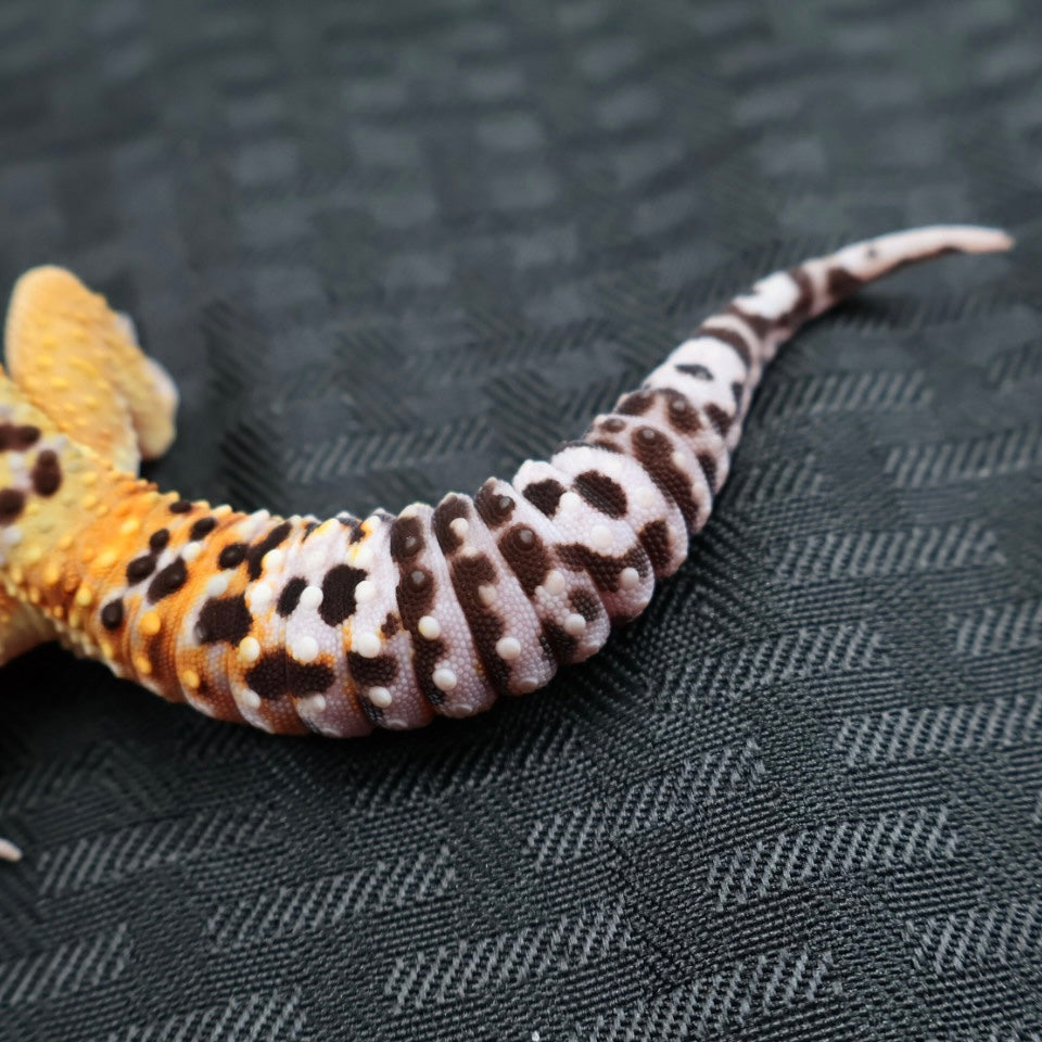 (#32) Tangerine Stripe Leopard Gecko – Male
