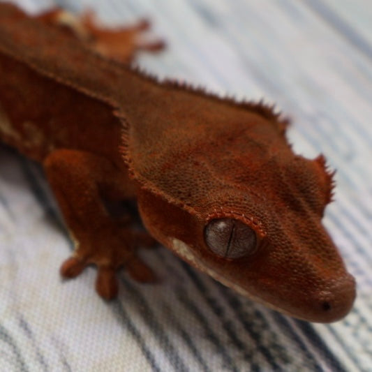 (#478) Phantom Lilly White Crested Gecko – Unsexed