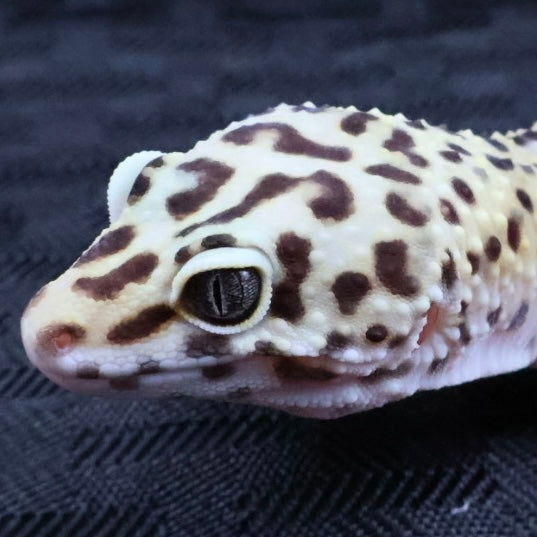 (#7) Lavender Leopard Gecko – Unsexed