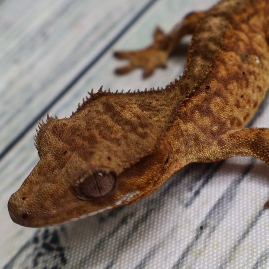(#428) het Axanthic Crested Gecko – Unsexed
