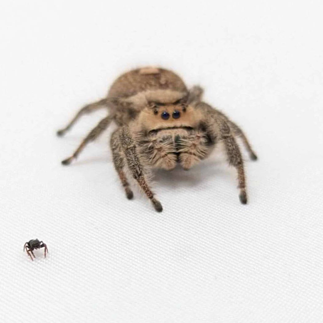 Regal Jumping Spider – Assorted Slings (Phidippus regius, I3 Unsexed)