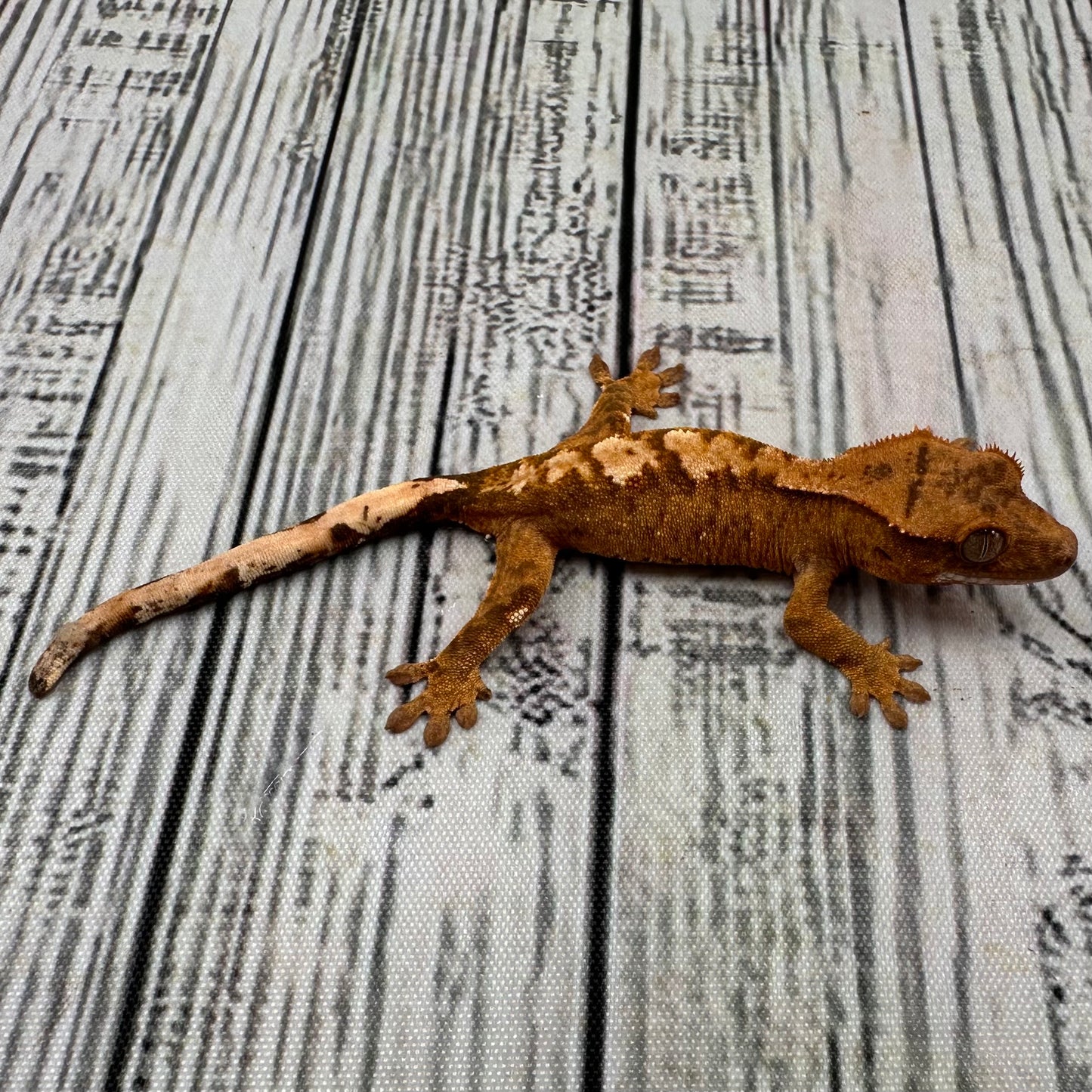 Flame Unsexed Crested Gecko (#R25)