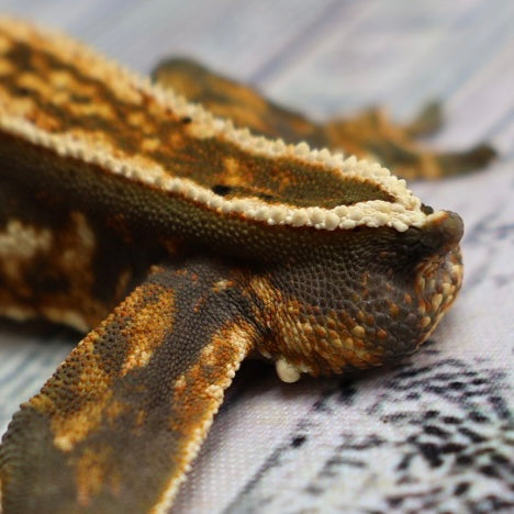 (#214) Quad Pinstripe Softscale Emptyback Crested Gecko – Male Sub-Adult