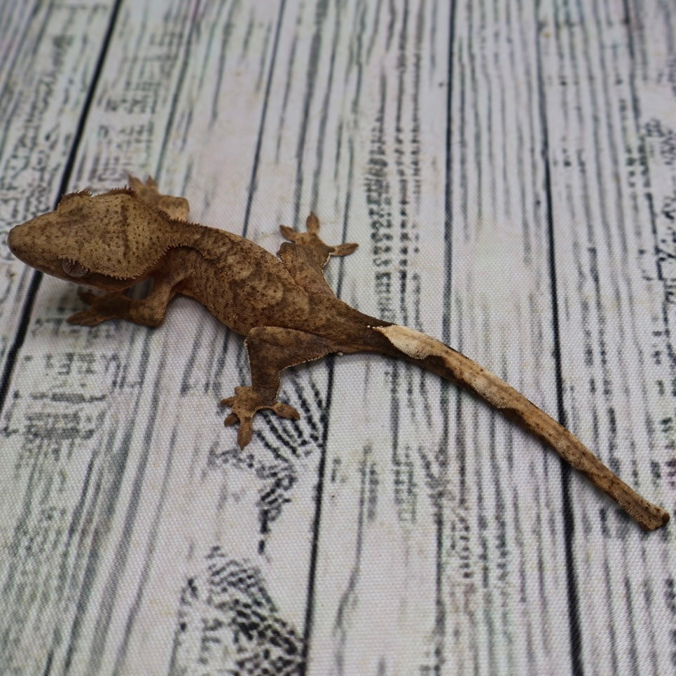 het Axanthic Crested Gecko – Unsexed (#491)