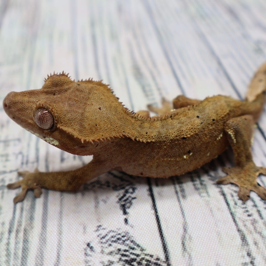 Phantom Dalmatian Crested Gecko – Unsexed (#417)