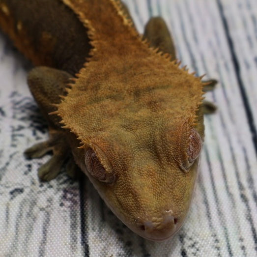 (#319) Red & Black Softscale Emptyback Pinstripe Crested Gecko – Male Adult Proven Breeder