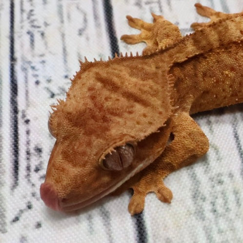 (#407) het Axanthic Crested Gecko – Unsexed