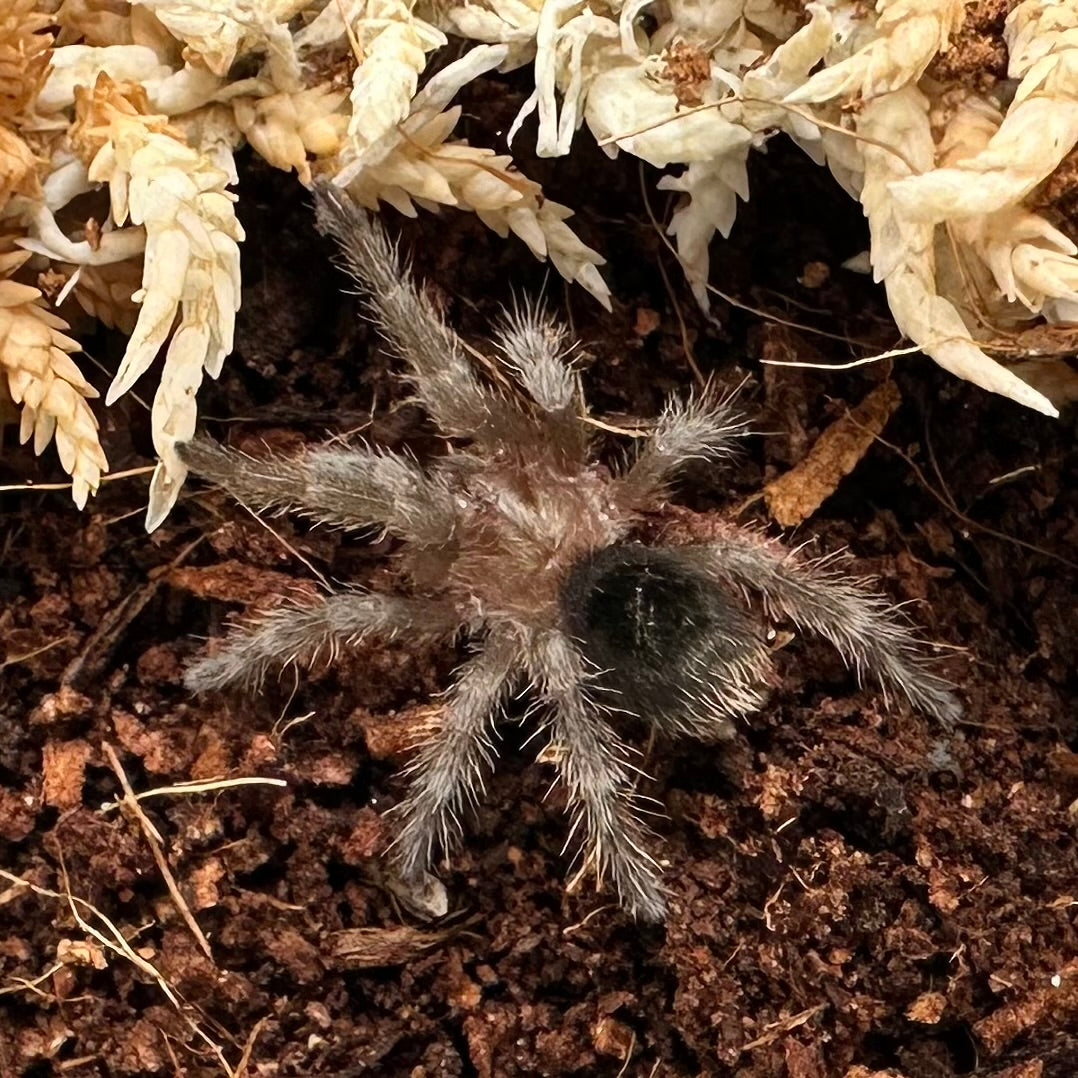Grammostola pulchra ~ (Brazilian Black Tarantula) ½–¾" – Unsexed Sling