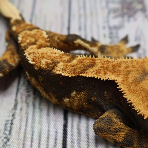 (#G125) Possible Fire Crested Gecko – Male Sub-Adult