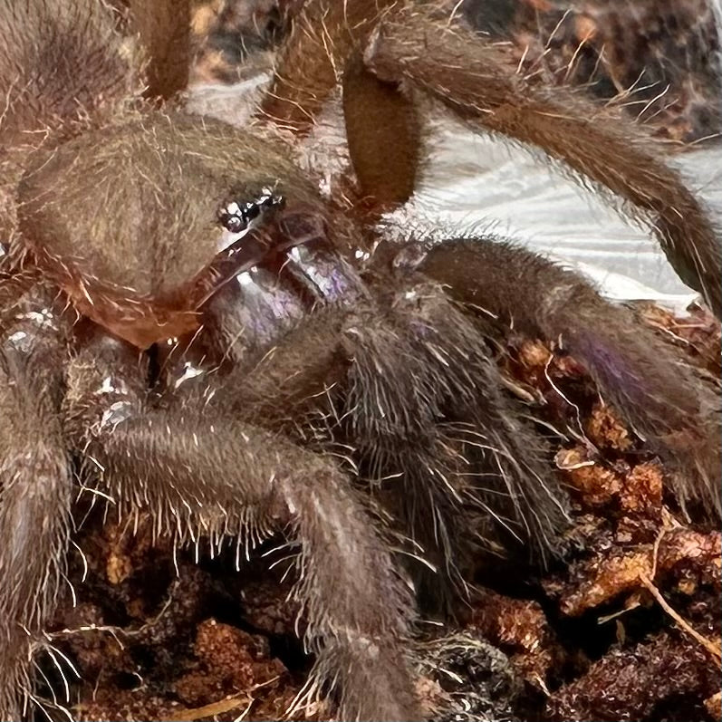 Chilobrachys natanicharum ~ (Electric Blue Tarantula) 1.5" – Unsexed Juvenile