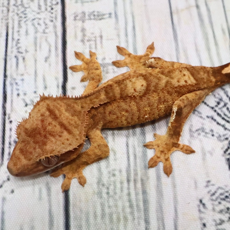 (#407) het Axanthic Crested Gecko – Unsexed