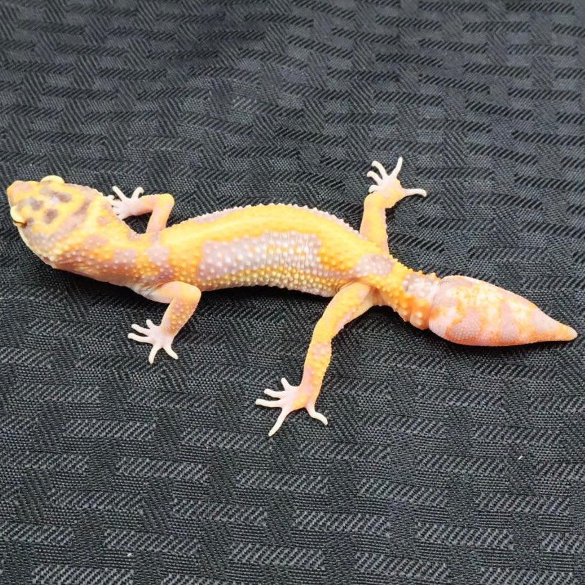 (#1) Bold Tangerine Tremper Albino Leopard Gecko – Unsexed