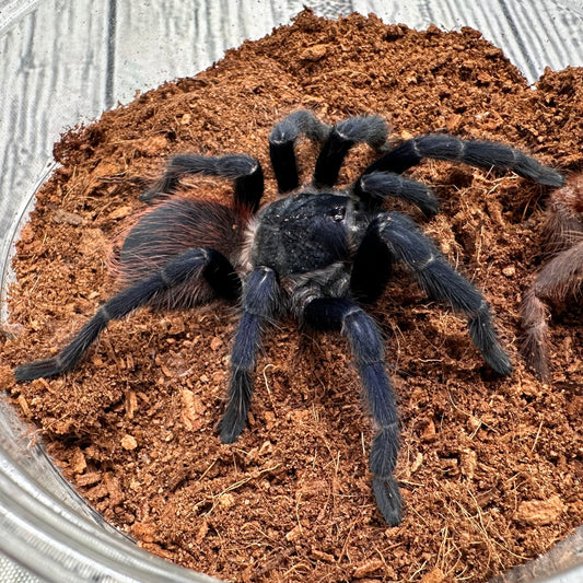Lasiodora sazimai ~ (Brazilian Blue Tarantula) 3" – Male Juvenile