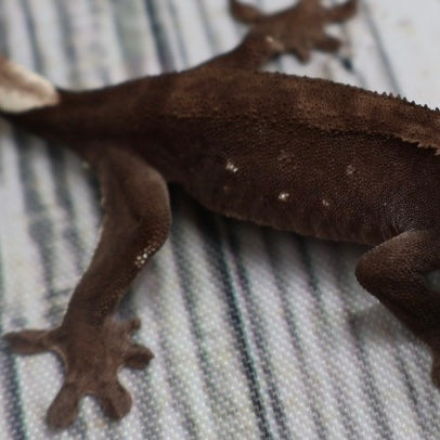 (#500) Phantom Axanthic Crested Gecko – Unsexed