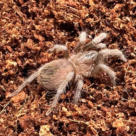 Tliltocatl vagans ~ (Mexican Red Rump Tarantula) ¾" – Unsexed Sling