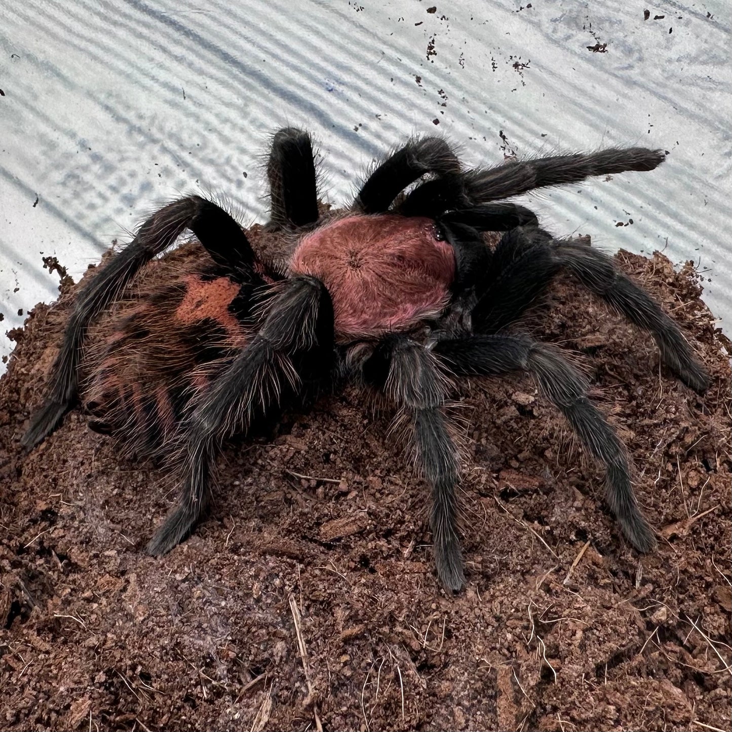 Davus pentaloris ~ (Guatemalan Tiger Rump Tarantula) 3" – Pair Sub-Adults