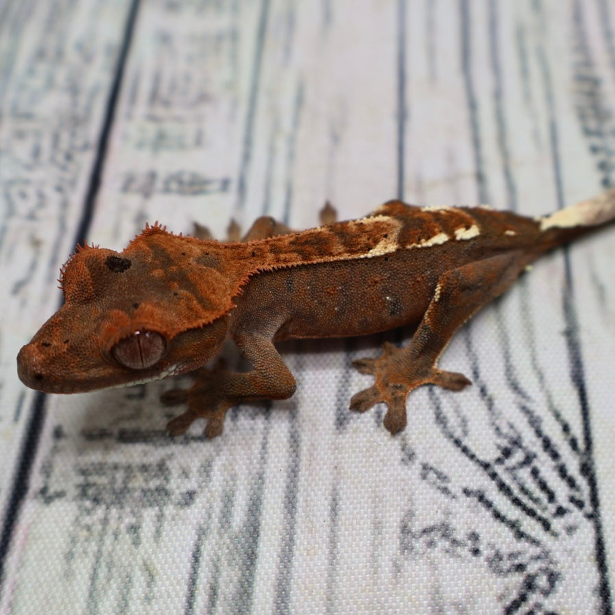 RCK Cappuccino Crested Gecko – Unsexed (#405)